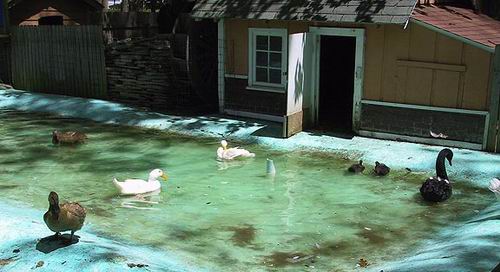 Deer Forest - Duck Pond (newer photo)